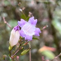 Strobilanthes helicoides T.Anderson